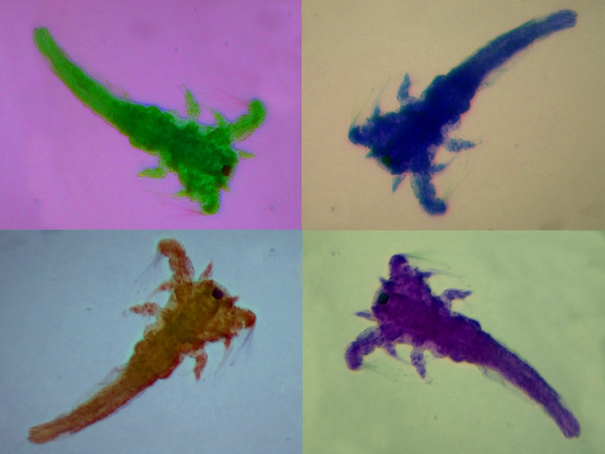 On Thursday Casey Tech will be presenting an open MicroArt session at the <a href="/NGVMelbourne/">NGV</a> community hall as part of the Melbourne Now exhibition. For more information, visit the link below #techschools #caseytechschool #melbournenow #ngv #ngvmelbourne
ngv.vic.gov.au/program/microa…