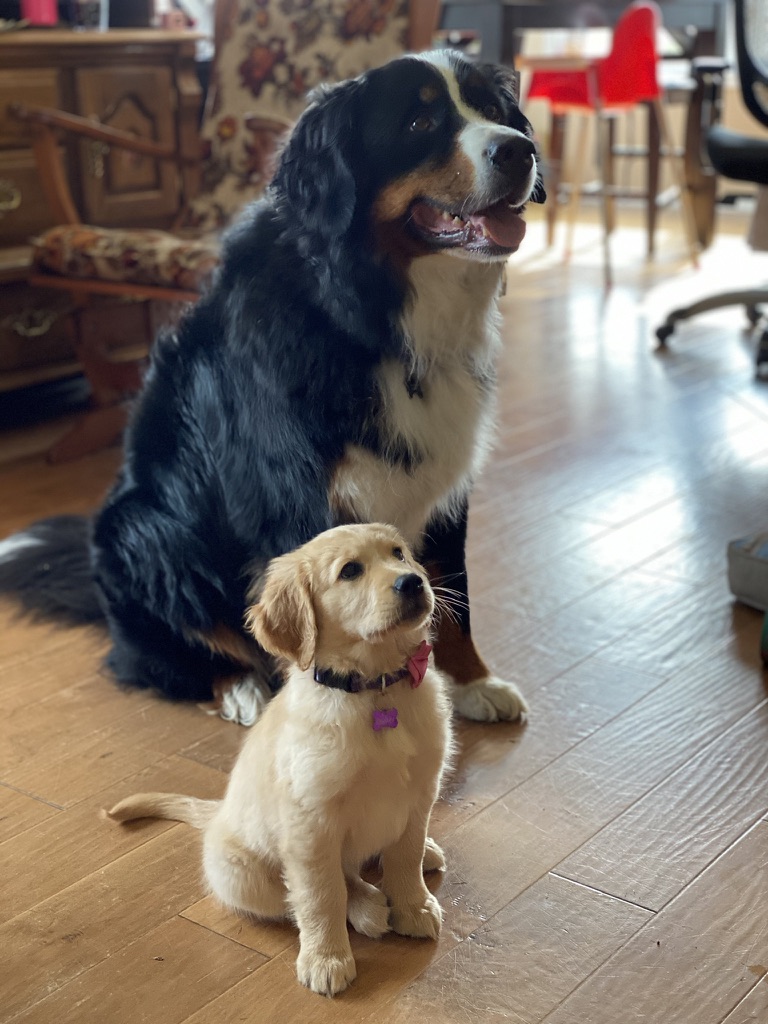 bunsenbernerbmd's tweet photo. Friendship is something that is fleeting.

True friendship, lasting friendship, is a precious element.

Our bear dog found it with a tiny piece of gold.

Gold with fangs and puppy breath.

This is the start of the Bunsen and Beaker story.

Bunsen, our Bernese Mountain Dog, is a special guy.  He came into our life when we needed something to heal our broken hearts and asked for nothing but our love back in return.

Three years passed and I’m not sure how I felt that he was lonely, but I felt it.

After I convinced my wife that a second dog was among my better ideas I’ve had in a while, it wasn’t long and a tiny Golden Retriever joined our family.

The meeting of the two happened outside our house as experts suggested finding neutral ground for the first meeting.  We called the east yard Switzerland because of this to this day. 

Bunsen was CURIOUS about the tiny floppy thing and padded over to sniff her out.

It was at this point I fully realized how HUGE Bunsen was compared to the tiny puppy.

Beaker was the smallest puppy of the litter and as our Bernese Mountain Dog stood over her he blocked out the sun.  

His paw was about the size of her whole head.

We held our breath, but all Bunsen wanted to do was look at her and sniff her, and the puppy was content to frolic around in the grass and chase bugs.

We moved inside and Beaker timidly explored her new surroundings.

At this point I’m sure Bunsen knew things were changing.

Bunsen looked at the puppy, then at Kris or I, then back to the puppy as if to say, “Are you serious?  Is this tiny bendy noodle thing staying?”

That was the first day.

Nothing exceptional, but that was about to change.

In the morning we carefully allowed Bunsen and Beaker to interact with each other, but up until this point Beaker really wasn’t interested in Bunsen.

A switch clicked inside the tiny puppies head.

I’m not sure what it was.  Maybe it was labelled CRAZY TOWN POPULATION BEAKER.  We will never know.

At any rate, that switch made it so Beaker couldn’t get enough of Bunsen.

She followed him.  Charged at him and tried to tackle him.  She would bite and hang onto his fur like an adorable parasite.

To our surprise, Bunsen TOOK everything that little shark could dish out.

He was like a hairy, patient punching bag.

Merciless biting.  Sneak attacks.  She went under him and I’m sure nipped his penis one time.

None of this turned Bunsen off.  In fact, he relished in it.  Where Beaker went, Bunsen went as the safety officer to see what she was doing.  Where Bunsen went, Beaker followed for unknown Beaker reasons, maybe to see if he tasted different in different rooms.

Bunsen was exceptionally gentle with her.  She would bring him a toy and he would play tug with her, but always let her win.  If she wanted a toy he had, he gave it up to her.

Oh, it made our hearts full.  

I remember tears streaming down my face from watching them interact.  Bunsen was just so gentle and amazing.

A glint formed in Bunsen’s eye when he played with the puppy.  It was the same glint he got when he had mooseleg.

It was joy.

The days passed and it became clear that Bunsen loved Beaker.

The bear watched over her like a doting mother and continued to put up with her violent nonsense long after the humans of the house had lost their patience.

Bunsen suddenly had a companion, and as that puppy aged, she grew into a loyal friend that followed him up mountains, across blowing snow, always toward the setting sun.

A true friend believes in you and accepts you for who you are.

Bunsen BELIEVED that annoying and savage puppy would mature into something special.  He was right.  He accepted her the first day.

It's hard to imagine Beaker without her Bunsen.

It's even harder to imagine Bunsen without his Beaker.

#dogs