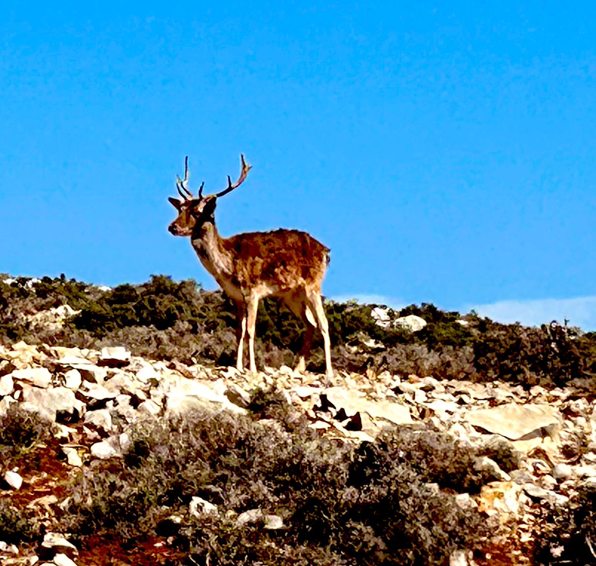 j_zabaneh's tweet photo. The private land reserve in the village of Aana in Western Bekaa, where 300 deers live &amp; reproduce
🦌 🦌 🦌 

The aim of the owner is to release the deers free in nature in due time.

🛑 Reserve NOT open to the public #IDiscoverLebanon https://t.co/NljpXfSG8M