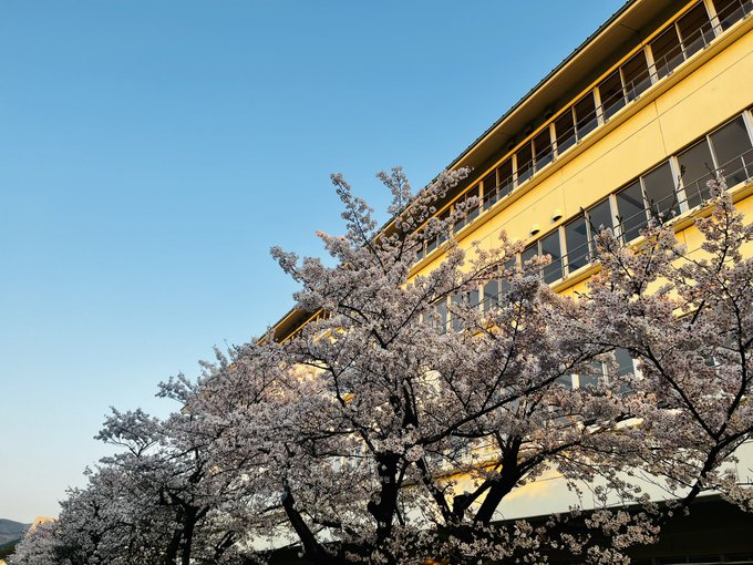 店から徒歩数分の息子達の母校（中学校）の桜が満開🌸毎年綺麗だなあと眺めに行ってます。からかい上手の高木さんの舞台ですね。