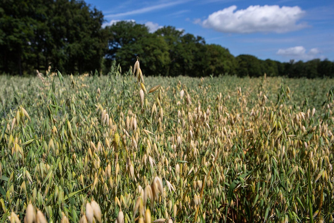 Dertig leden-melkveehouders van FrieslandCampina gaan in een proef soja en haver telen. Het gaat om 200 hectare #haver en 50 hectare #soja. ow.ly/OCEB50NyncA