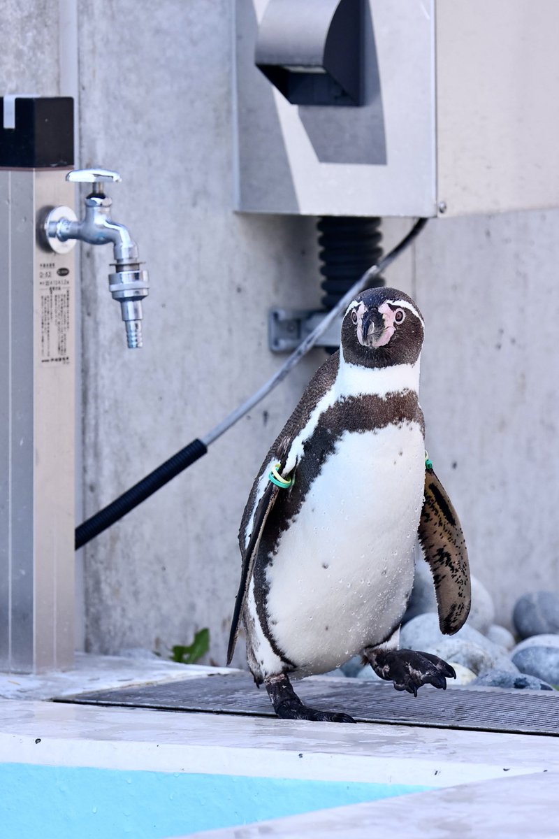 pon_pon_taitai's tweet photo. とことここむぎちゃん
#小諸市動物園 #フンボルトペンギン https://t.co/fzUh4fRdiG