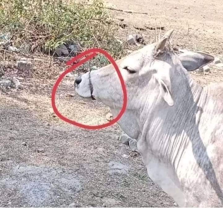 गाय का मुंह तो तार से बांध दिया किंतु औकात है तो प्रकृति का मुंह बांधकर दिखाओ! 
भूखे मरोगे और तड़प-तड़प कर मरोगे, कुछ दिन पूर्व एक हिरन के कंकाल की तस्वीर वायरल हो रही थी जिसमें वो दो चट्टानों के मध्य फंस गया था और ना जाने कितने दिन बहीं बिना हिले-डुले भूखा-प्यासा तड़पा होगा सोचो