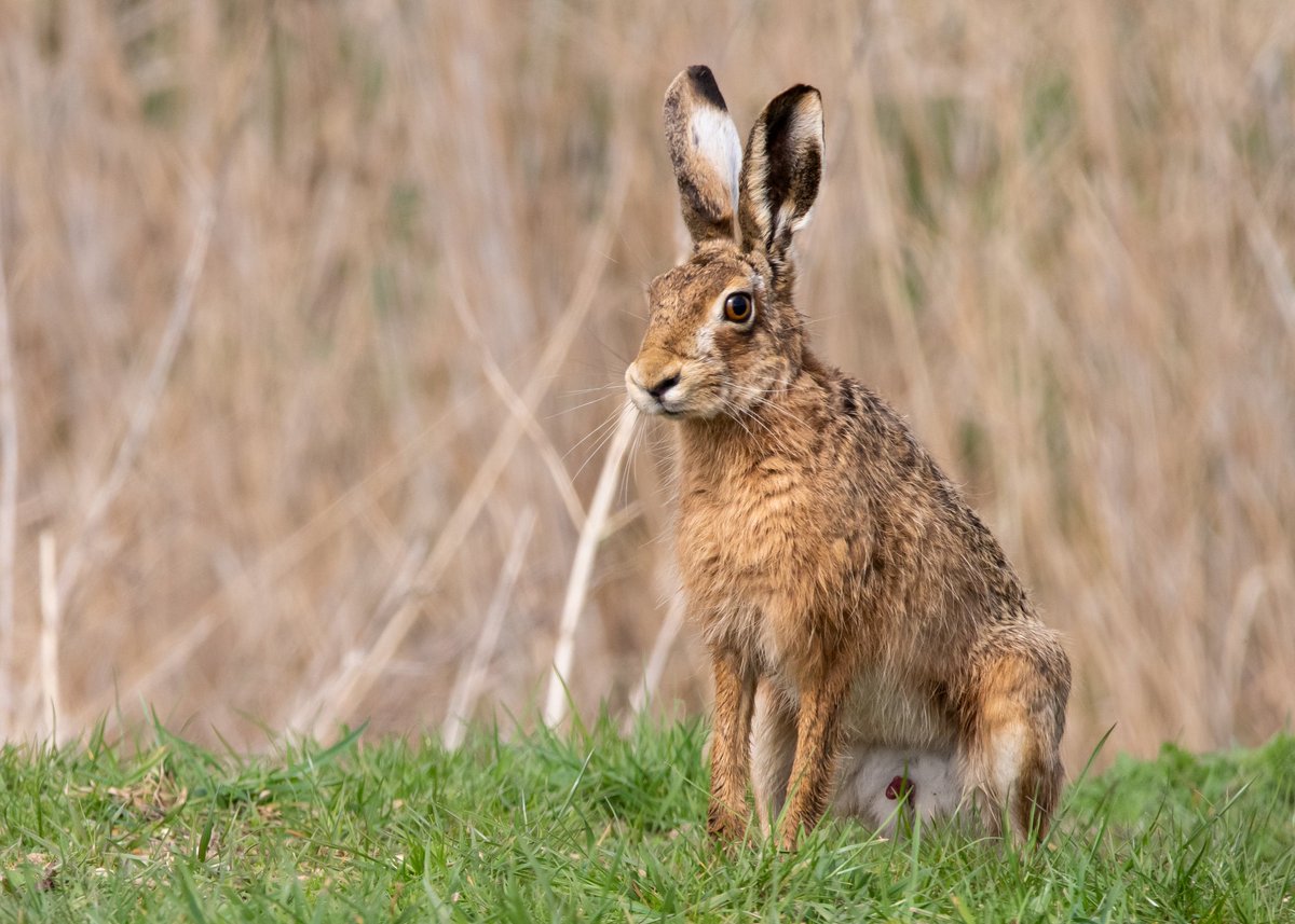 WayneRi11411749's tweet photo. @LincsWildlife hares yesterday at #willowtreefen coming a little bit closer than the cranes and Marsh harriers did ๐ https://t.co/Et01OC0LiO