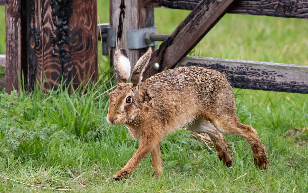 WayneRi11411749's tweet photo. @LincsWildlife hares yesterday at #willowtreefen coming a little bit closer than the cranes and Marsh harriers did ๐ https://t.co/Et01OC0LiO