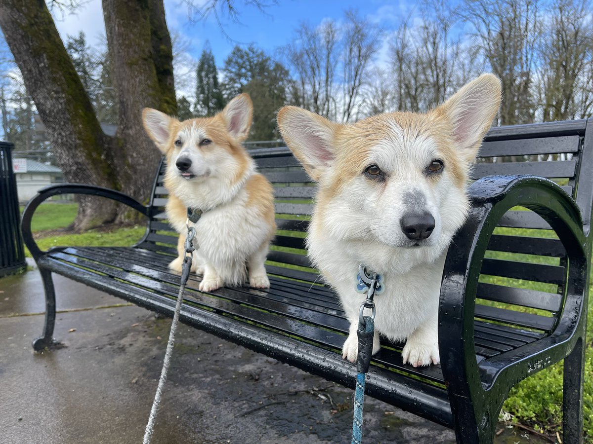 We got sun ☀️, clouds ☁️ , rain 🌧️ and hail 🌨️ on our morning walkies today. 

What. The. Heck. 

#CarsonTheCorgi #AndPocoToo #CorgiCrew #corgibeachday #Corgi