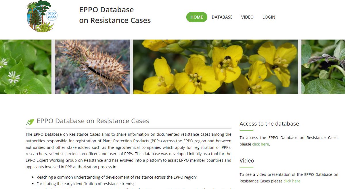 EPPO_efficacy's tweet photo. Do you know EPPO Resistance Database? It is freely available here https://t.co/7fvw4spsj3. It aims to share information on documented #resistance against #pesticides. A video presentation of the Database is available here https://t.co/jsYKKKSghK… #pesticide #PlantProtection #IPM https://t.co/1LE9hBx2jk