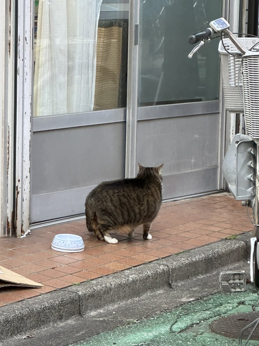 gingerheadbutt's tweet image. 移転後オープン日は
【4月7日（金）】となります‼️

営業時間や定休日が変更になりますのでご来店の際はご確認の程お願い申し上げます。

営業時間
11:30~14:30
18:00~23:00（22:30 L.O.）

定休日:火曜日

板橋の皆様よろしくお願いします‼️