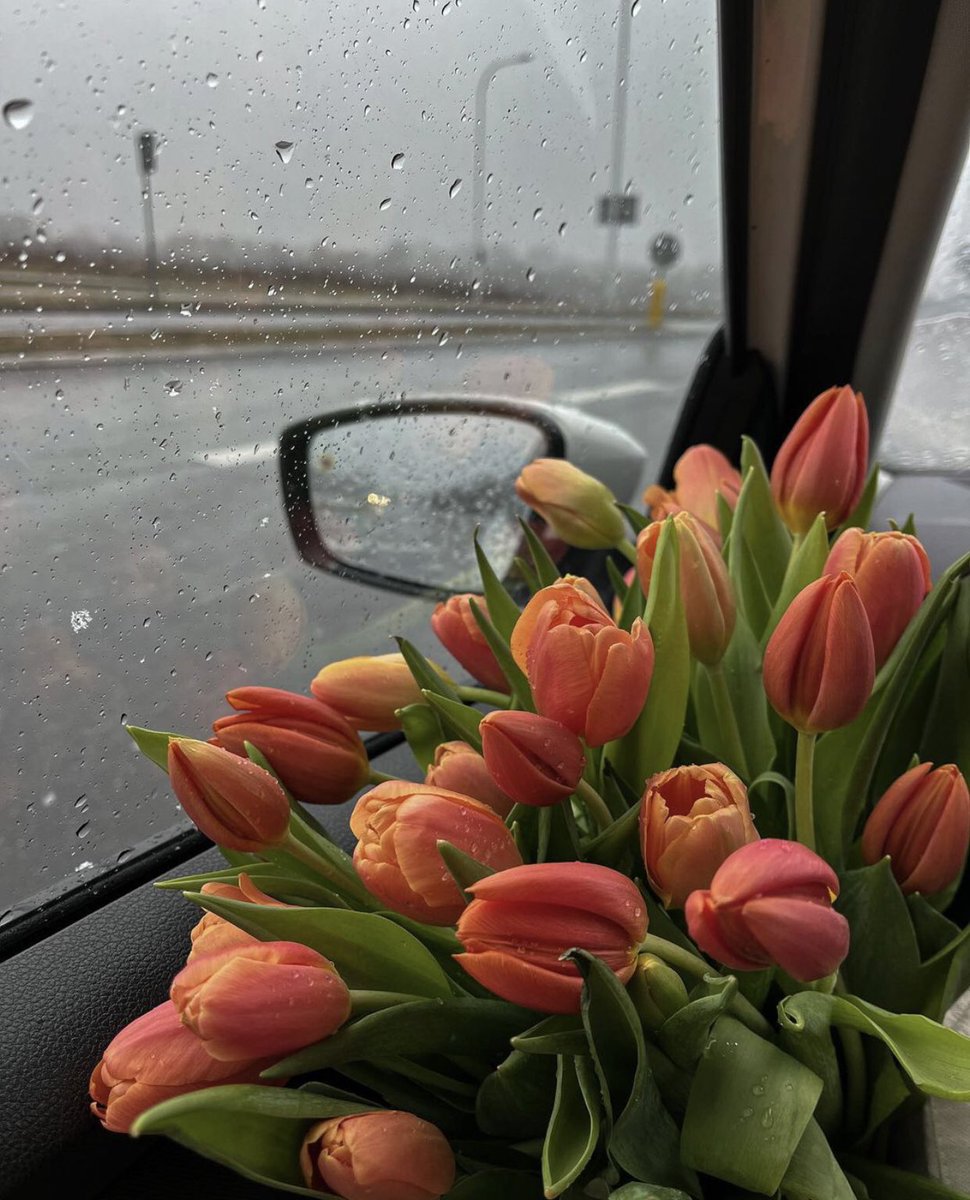 tulips