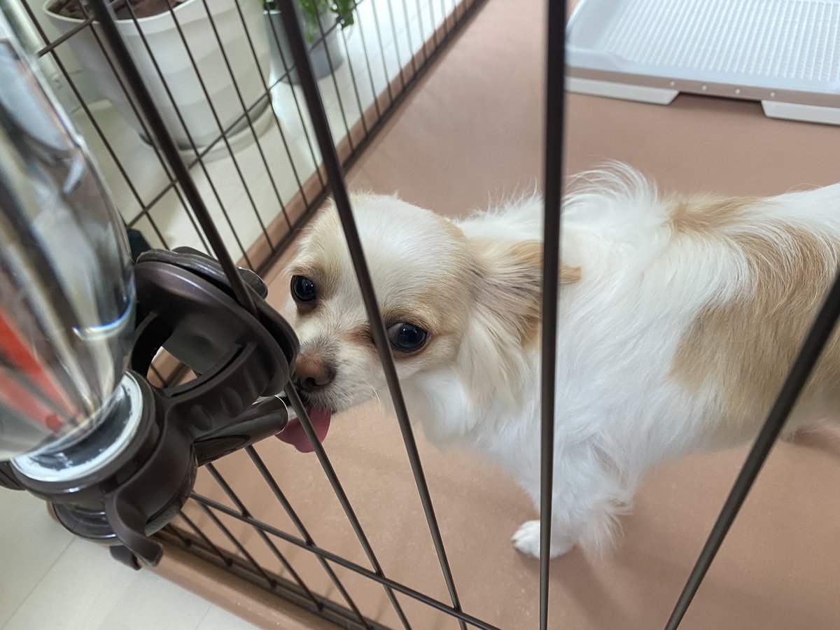 wacanaoda's tweet photo. 昨日、18:00頃にいなくなった愛犬くう。24時間後の今、こうして一緒にいられるこ��に感謝しかありません。ゆめまるさん、拡散下さった皆さま、応援して下さった方々、本当にありがとうございました。くうは、元気です！ https://t.co/TvCkIXlLw2