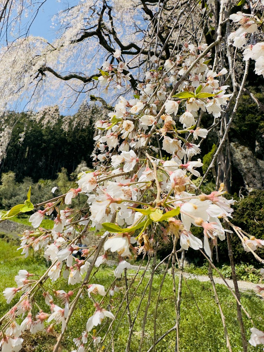 UJqitkzdsekRONR's tweet photo. 「中越家のしだれ桜」（仁淀川町）を初めて訪ねた。急な坂道をのぼると妖艶な桜。樹齢約２００年のエドヒガンザクラ。青い空から舞い降りた天女の羽衣。満開をすぎた桜は吹く風にそっとメイクを落としている。
 #桜 #枝垂れ桜 #高知 #仁淀川 #四国 #インバウンド #観光 #iPhone #牧野富太郎 #天女 #旅 https://t.co/A9eCI0g8Wk