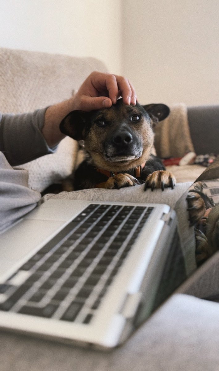 Edwin’s helping us write up his own adoption post this morning 💭🌞☕️💻

He had to make sure we got in that he’s 100% a good boy and that his new humans must let him have sofa cuddles 🤭🖤🤎