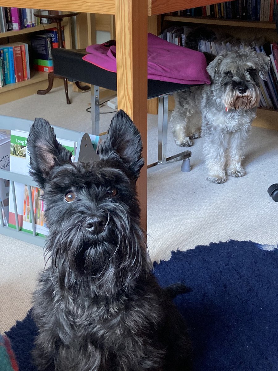 Concordmoose's tweet image. Mum, Mum, Mum, how about we write about this weird snail thing? I’ll keep an eye on that other dog while you get on. #naturespatterns #specialinterests #poetry #writingcommunity #SchnauzerGang