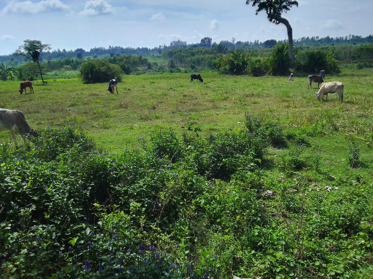 #EasternUganda
#Upcountry 
#Tororo 
@MukonoYmca 
@MukonoYmca3