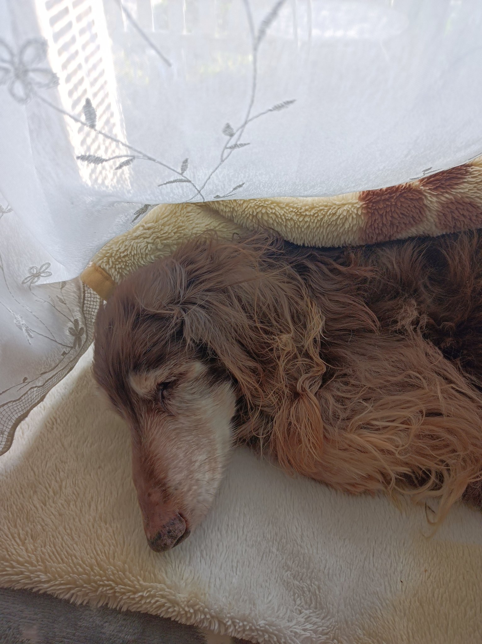 犬好き Multiple Pet Owners] It's been over a month since our puppy