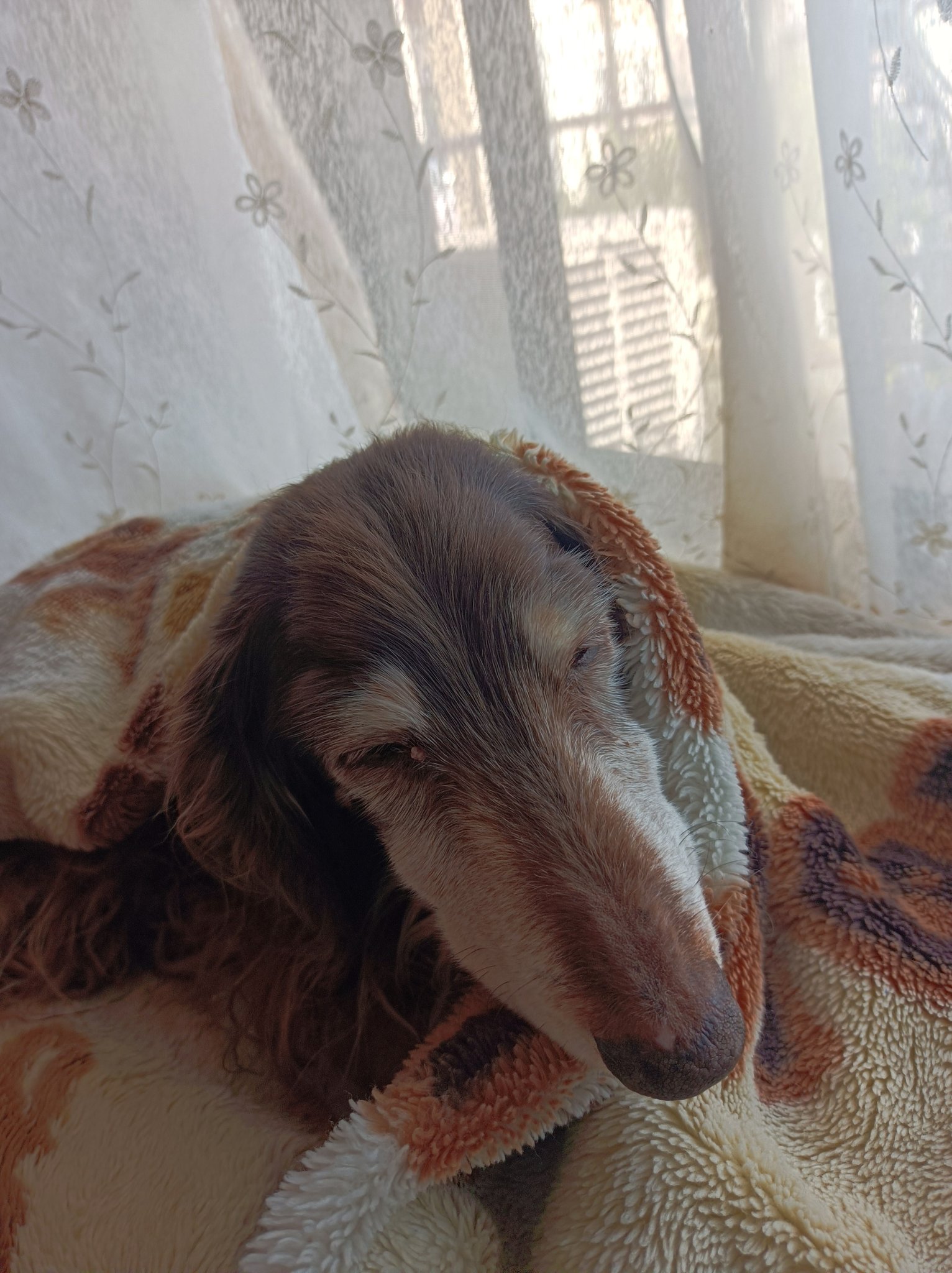 いぬ好き(ง ᵕωᵕ)ว♪ 恋犬ちわこ🐶♥️ (@chiwako0208) / Posts / X