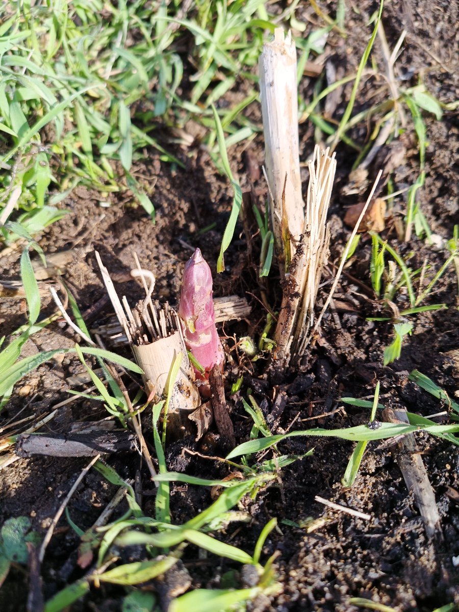 suffolkspear's tweet image. Oh yes! Look at that Bad Boy! #asparagus #growyourown #allotment #newseasonasparagus  #digforvictory #ukasparagus #getin