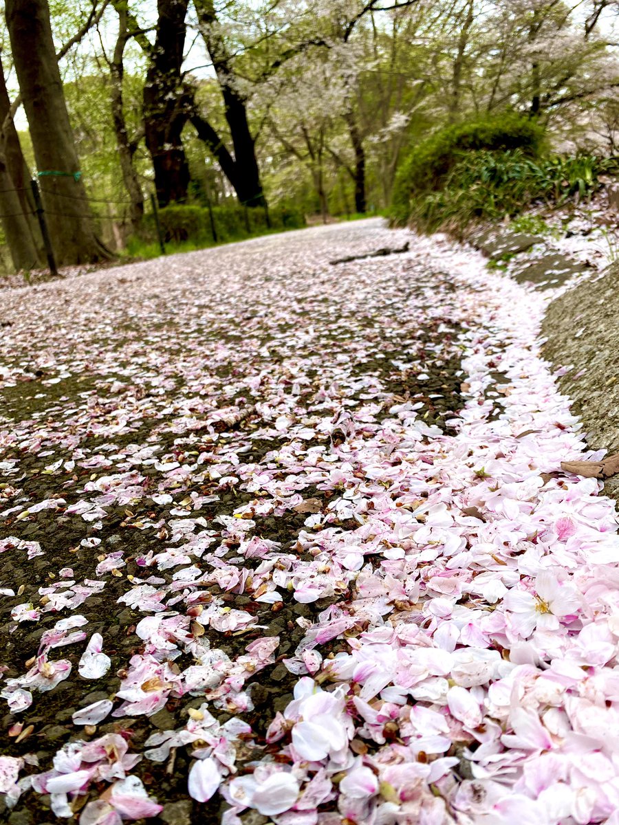 HAL_Horii's tweet photo. 花びらの道🌸🌸
#nature #flower 
#NaturePhotograhpy https://t.co/nDmITUUlka