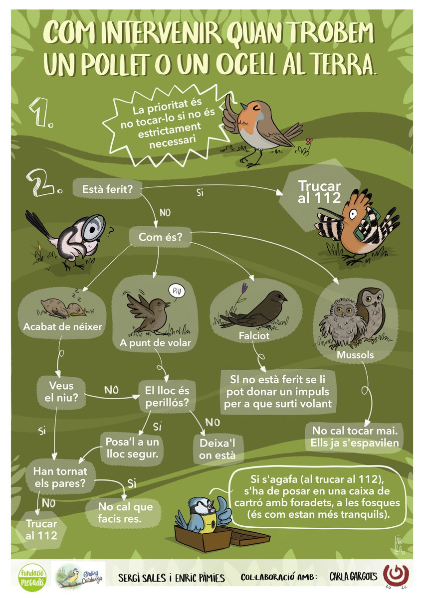 Què fer si trobem un ocell al terra?
Ja toca recuperar la informació que us proporcionem cada any, que vam preparar amb el <a href="/sales_sergi/">sergi sales🎗</a> i que la <a href="/CGargots/">Carla Gargots👹</a> va saber plasmar i il·lustrar tan bé😜