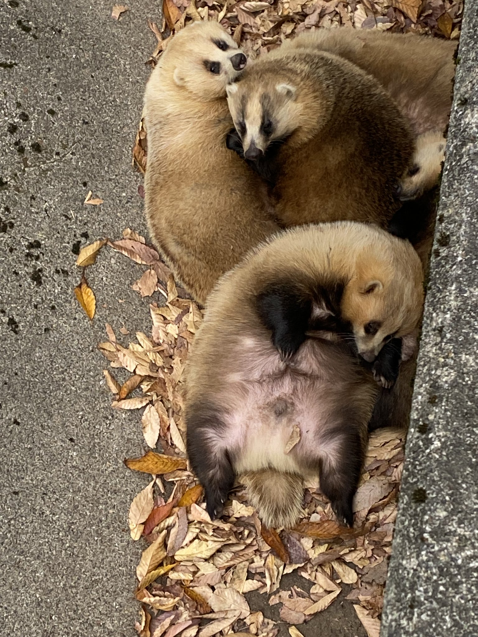野生動物をもとめて: テレビ取材班とともに 盛岡市動物公園 ZOOMO в X: „仮住まいをしていたニホンアナグマ