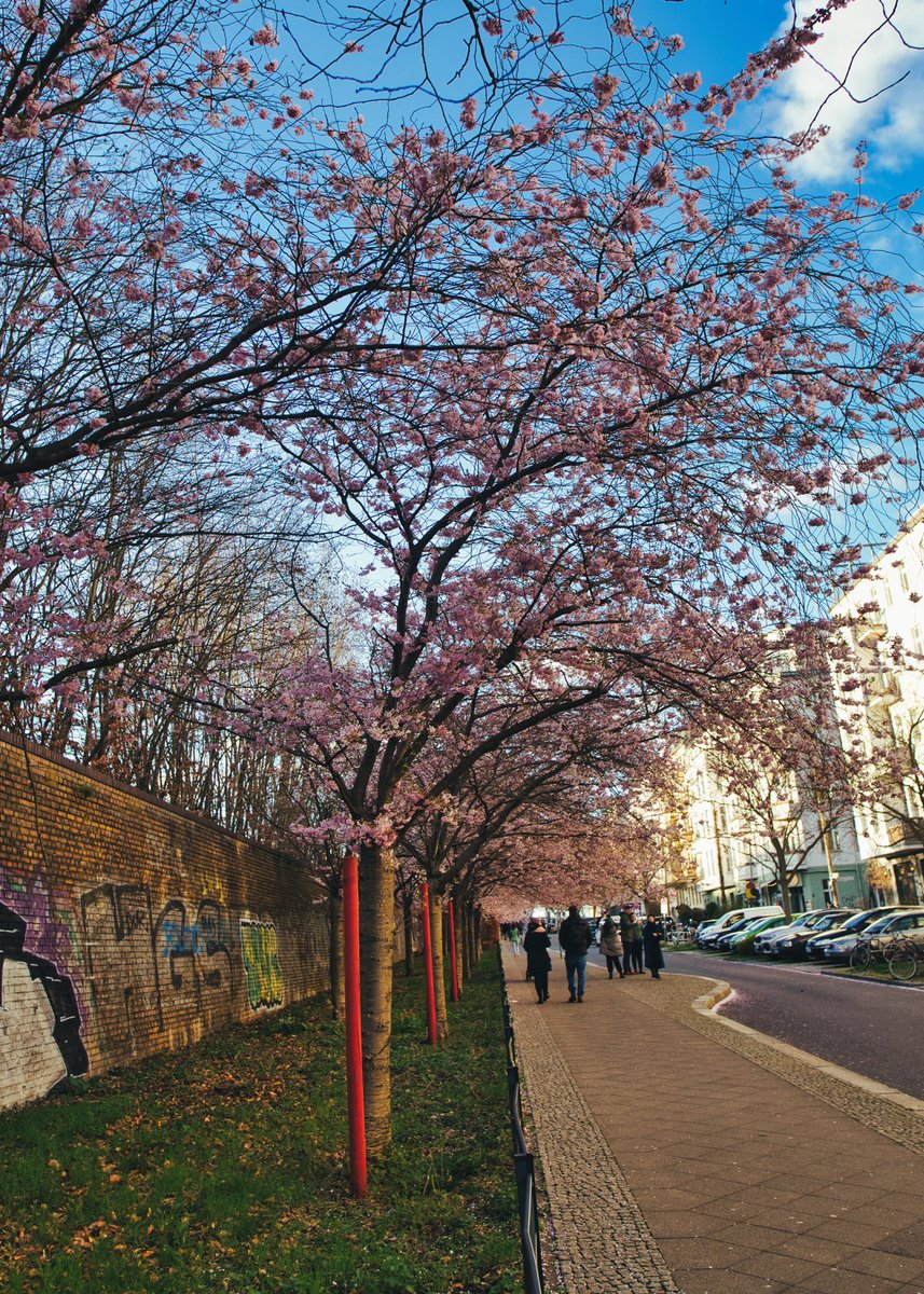 travel_w_lenses's tweet photo. 📍Berlin, Germany
This weekend I was walking around the city hunting for the cherry blossoms. Saturday was raining and I could only take some few shots, but on Sundar was able to take more photos!
#wirberlin #visitberlin #cherryblossomseason #travelphotography #travelwithlenses https://t.co/ZlD2HachKl