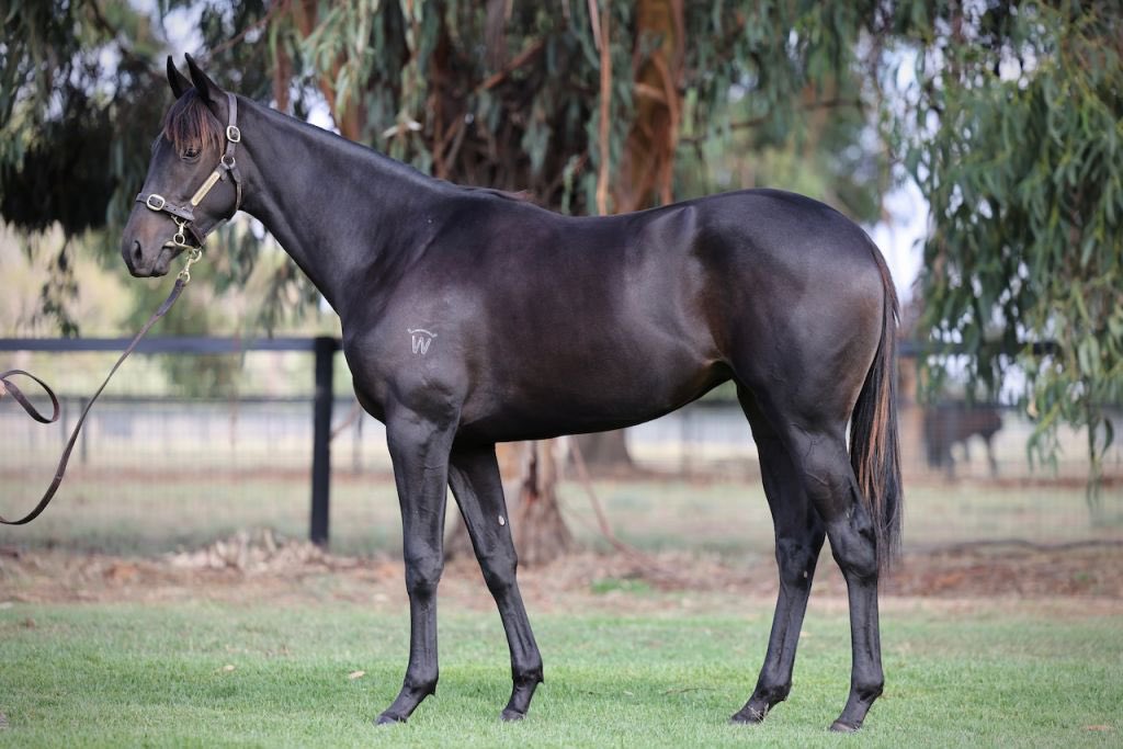 Wilde Racing tweet media
