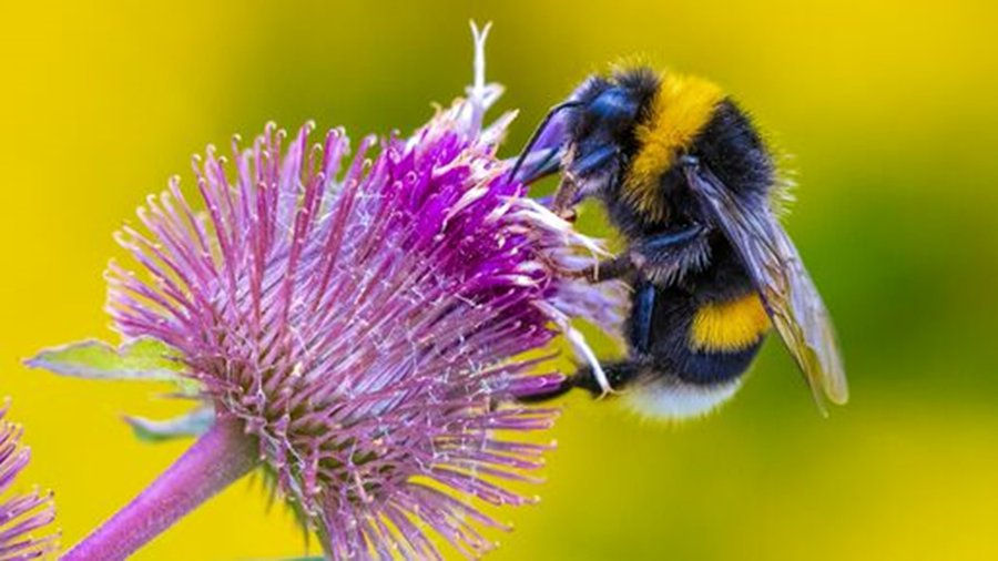 EFSA_EU's tweet image. 🐝#PollinatorHealth | We finalised the update of our guidance document on the #RiskAssessment of #pesticides and #bees.

📆Publication is planned for May. Stay tuned!

Find out more 👉europa.eu/!946KXv