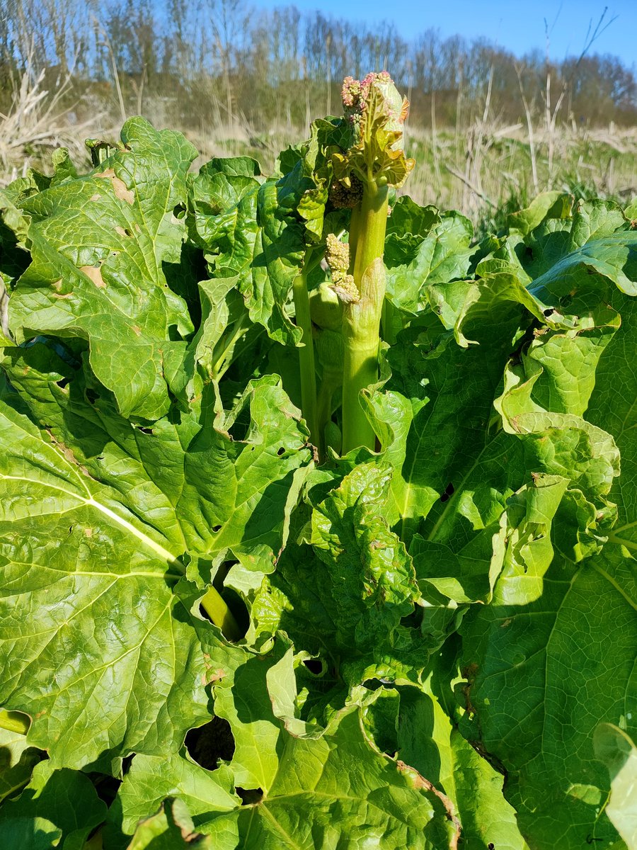 albertboersen's tweet image. De rabarber ruikt het voorjaar. 

We mogen ze helaas niet bemesten omdat ze dicht bij de talud van de sloot staan. #bufferstroken