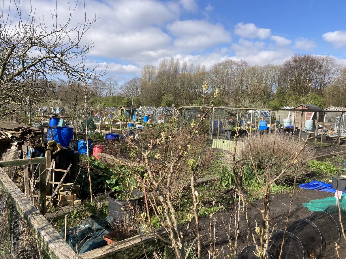 AllotmentYear's tweet image. #allotment view this morning from the spine path #walking down to the plot - lovely bit of sunshine ☀️ tempered by a chilly breeze - perfect day for it!
