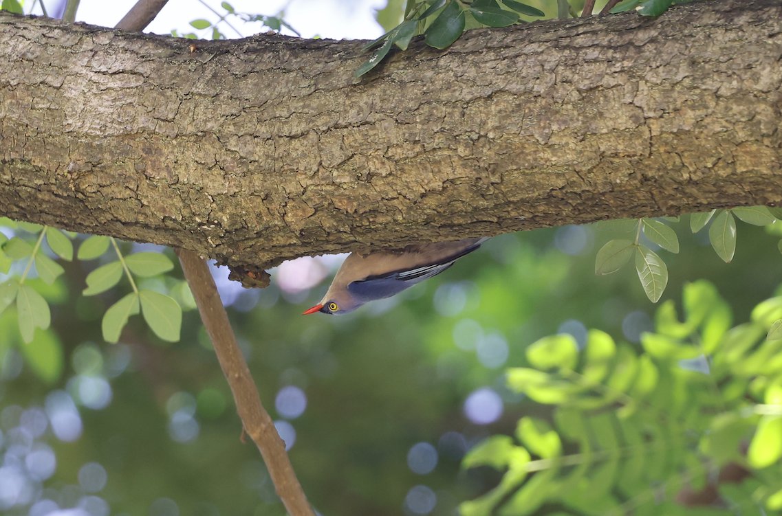 No its the right way up !! #velvetfrontednuthatch #chrispollardworldofbirds #thephotohour #canonbirdphotography #photooftheday