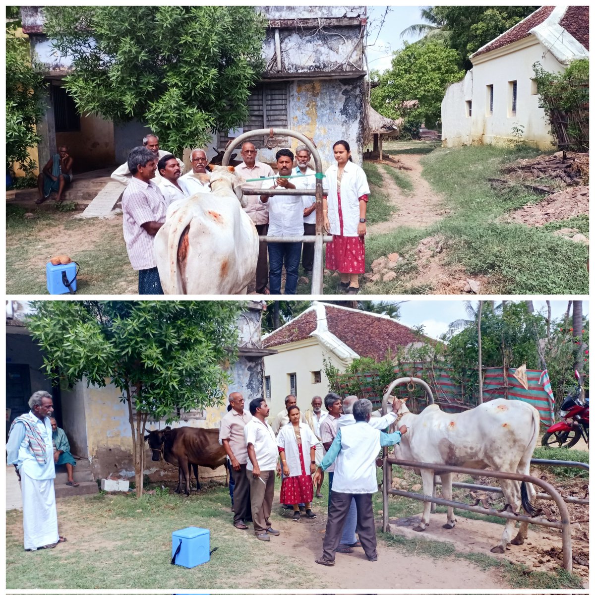 Drmeenupeddi's tweet photo. FMD vaccination programme Inaugarated by sarpanch garu at Bobbarlanka village repalle mandal
@APAHD2023 @DahoBapatla
#FMDCP #NADCP #FMDvaccination #Preventivevaccinations #immunisation #VDBobbarlanka https://t.co/2BXkNswFgu