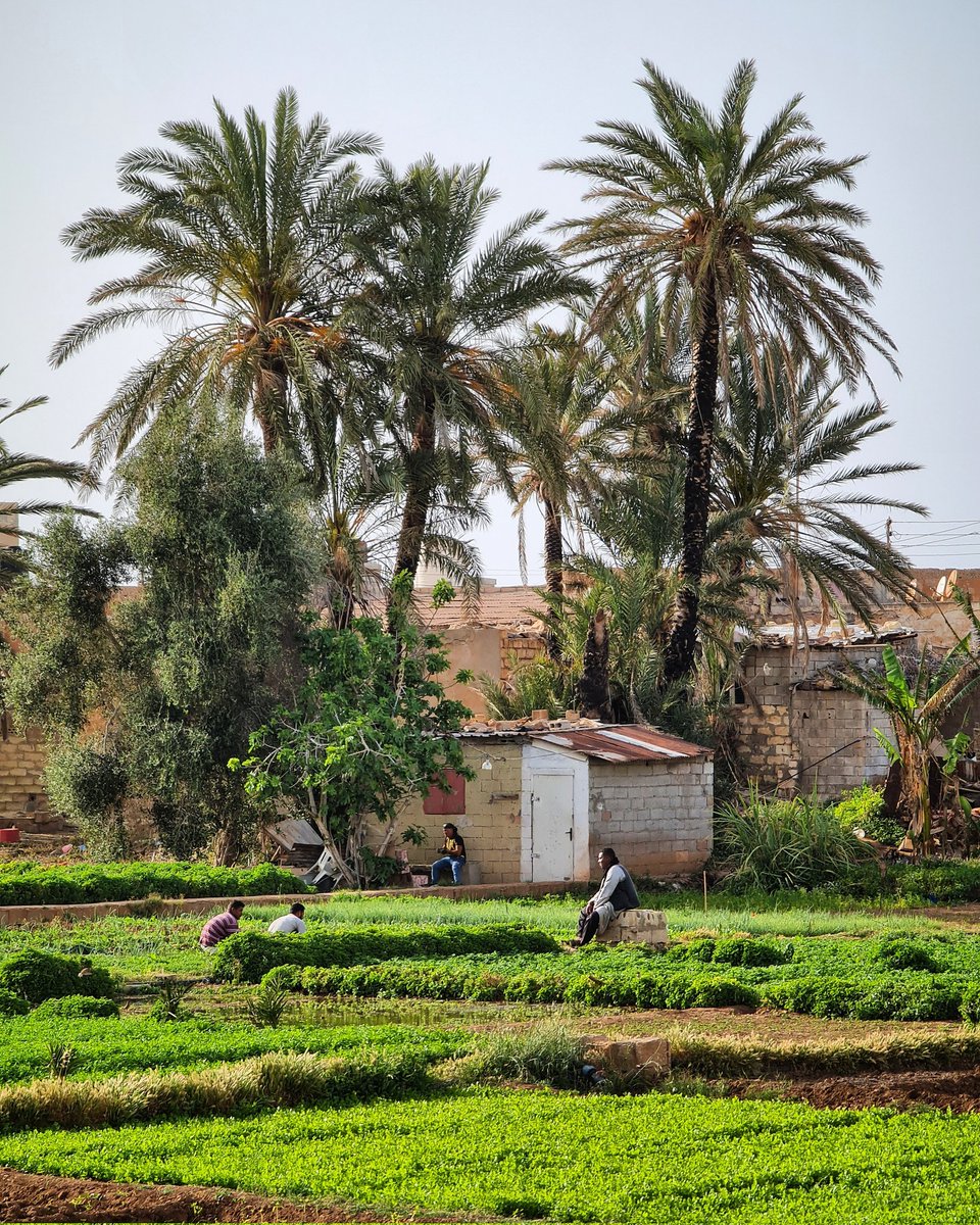 ليش خضرة درنة ديما طازجة و عندها رائحة قوية؟ سؤال ديما يمر علي الحق و توا بعد قريت مجال نقدر نجاوب بيه، حبيت نشارك بعض المعلومات البسيطة معاكم: