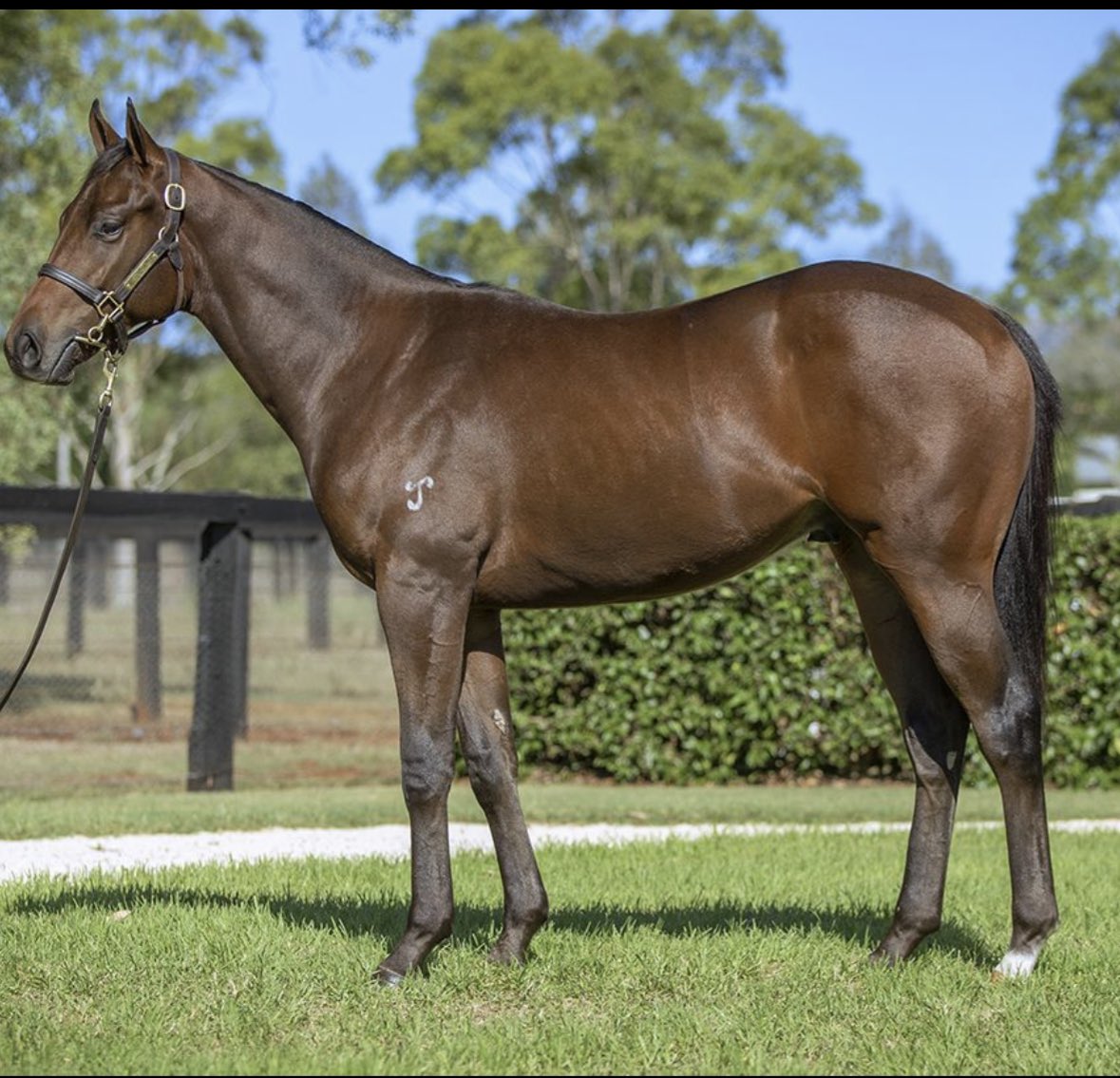 Dream Thoroughbreds tweet media