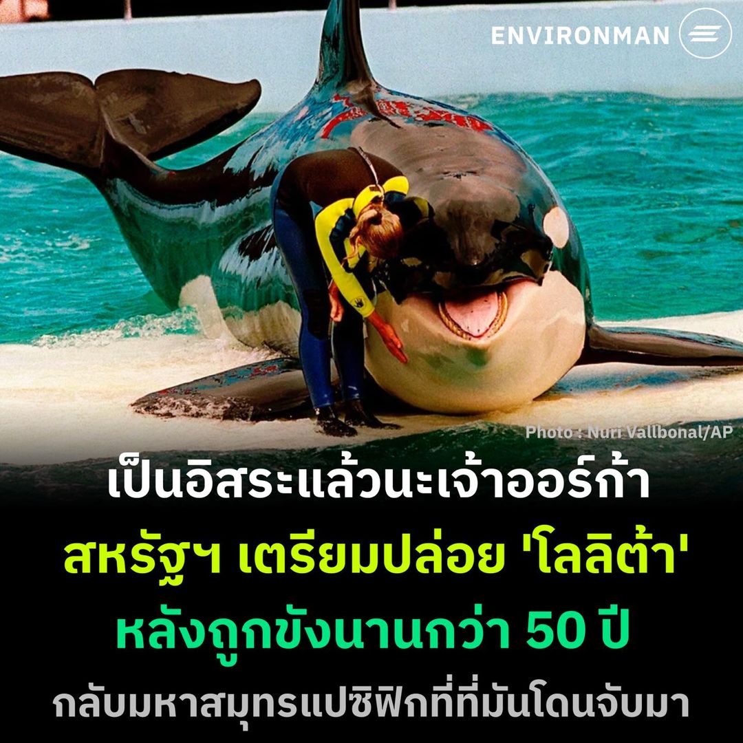 environmanth's tweet photo. พิพิธภัณฑ์สัตว์น้ำไมอามี่เตรียมปล่อยวาฬเพชฌฆาต ‘โลลิต้า’ กลับสู่ทะเล หลังถูกจับมาแสดงในที่กักขังนานกว่า 50 ปี ต้องขอขอบคุณองค์กรไม่แสวงหากำไรที่ชื่อว่า Friends of Lolita ทำให้ออร์ก้าตัวนี้ได้สัมผัสทะเลอีกครั้ง

อ่านต่อ: https://t.co/glXZLMR5E0
#environman https://t.co/arl15df0gf