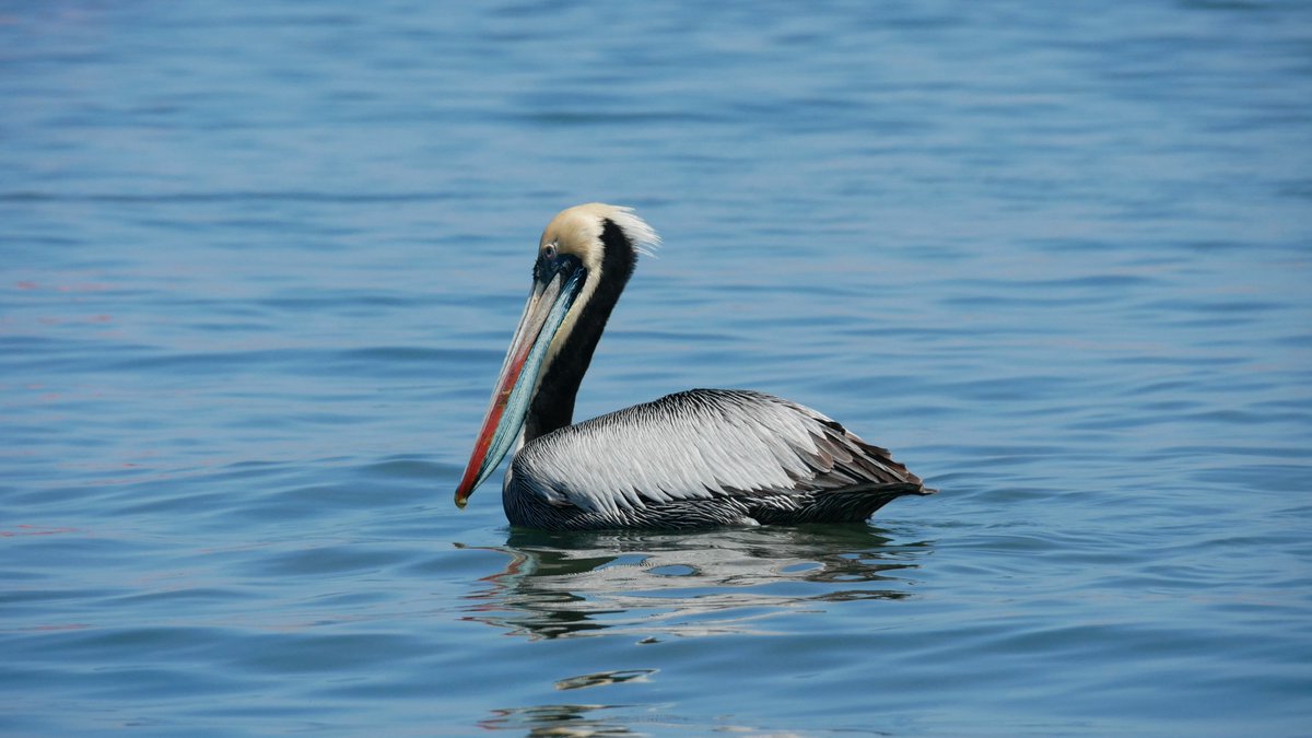 HmpxvT's tweet photo. ⚠️ BREAKING:

The bird flu outbreak in Peru has resulted in the deaths of more than 47,000 pelicans.

This is equivalent to 41% of all pelicans in the nation. https://t.co/te0e6HkSjV