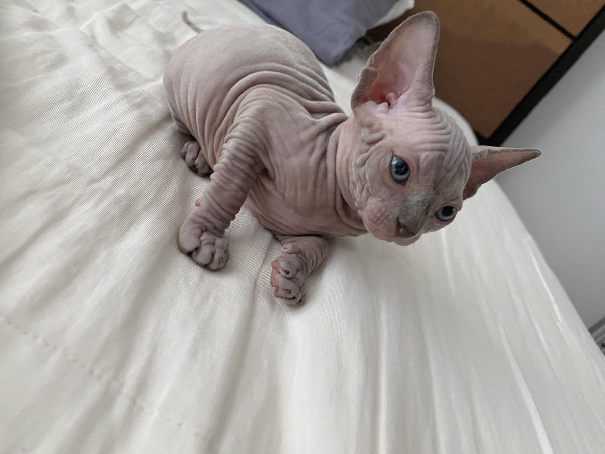 Noomaple's tweet photo. หนูสีไม่เหมือนใครเยย แต่���นูน่าร๊ากก 

#ลูกสาวแม่โรเซ่ 😍 หนูโสดงับ 

#bullycat #ลูกแมวสฟิงซ์ #ลูกแมวหาบ้าน
#sphynx #sphynxcat 
#sphyxcat #sphyxcatthailand #bambino #canadiansphynx #canadiansphynxcat #แมวสฟิงซ์ #แมวสฟิงซ์ขาสั้น #แมวสฟิงซ์ประเทศไทย #ลูกแมว #ลูกแมวไม่มีขนขาสั้น https://t.co/c37O3Uj9XO