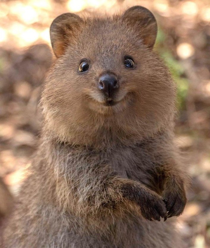 han quokka