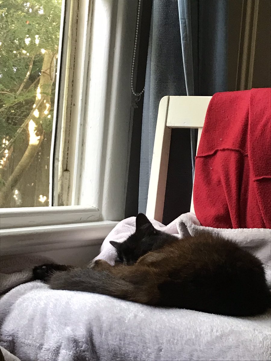 leafy_wild's tweet photo. Afternoon nap.
#CatsOfTwitter #cats #Cat #catsandsoup #cuteanimals https://t.co/5yKFTwSmNo
