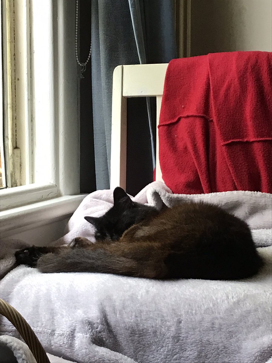 leafy_wild's tweet photo. Afternoon nap.
#CatsOfTwitter #cats #Cat #catsandsoup #cuteanimals https://t.co/5yKFTwSmNo