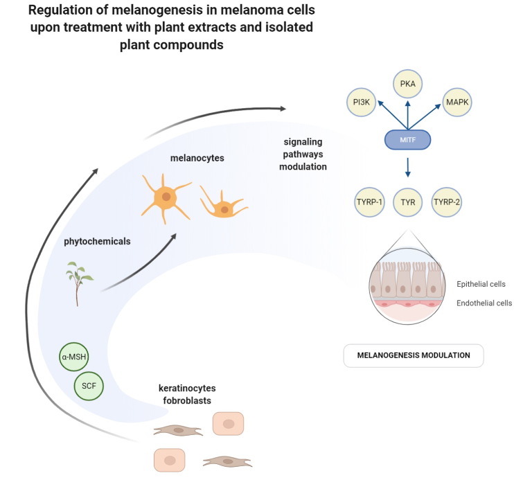 Molecules_MDPI's tweet photo. 📌#melanomacells #melanogenesis #signalingpathways #plantextracts 
New Publication “The Modulation of Melanogenesis in B16 Cells Upon Treatment with Plant Extracts and Isolated Plant Compounds”
By Merecz-Sadowska, et al.
👉https://t.co/82WFp3nPdR
#mdpimolecules #NewPublication https://t.co/SvMZGOq5PR