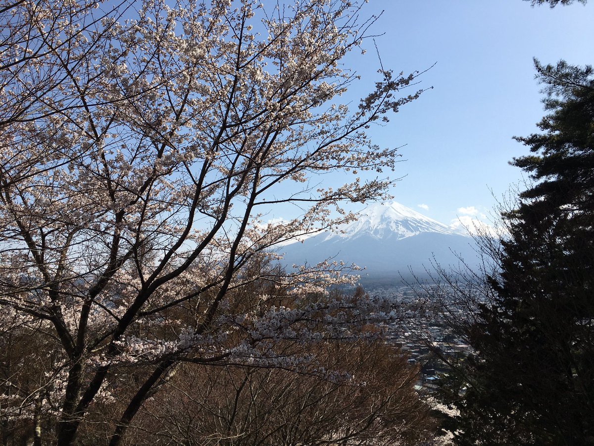 MRTEC5's tweet photo. 絶景と人の多さの違い。
警備員いわく、晴れて富士山が見えると急に来客が増えると話された。
#富士吉田桜まつり
#桜スポット
#ロケハン
#楽しいバイク
#ツーリング
#Vストローム250
#MRTEC https://t.co/3cvmTIYDdn
