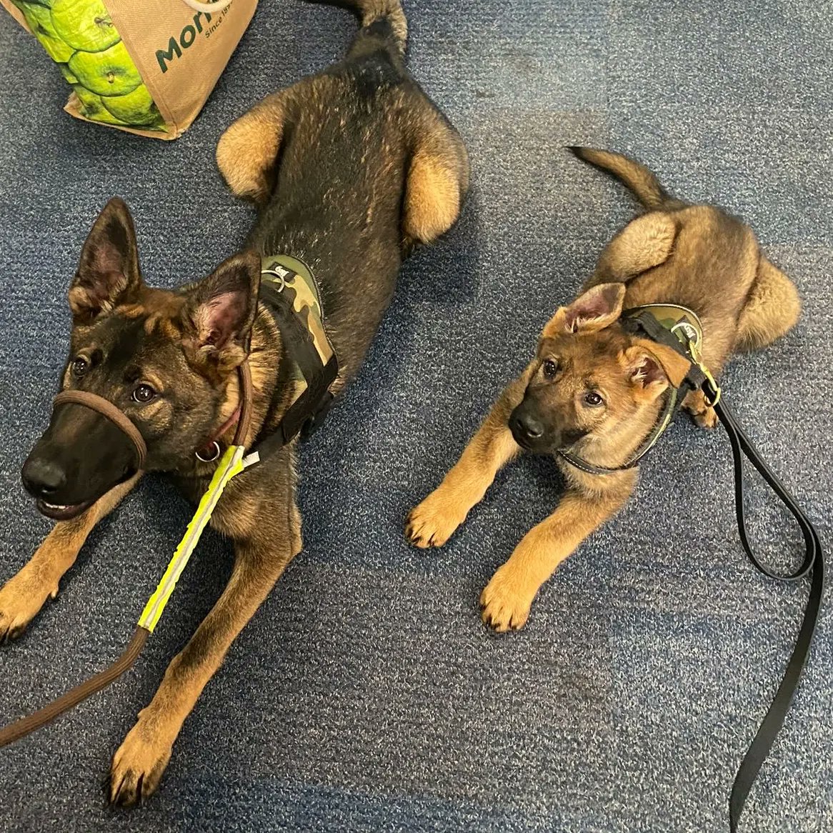 Xray-Sierra Two Zero (former) tweet media