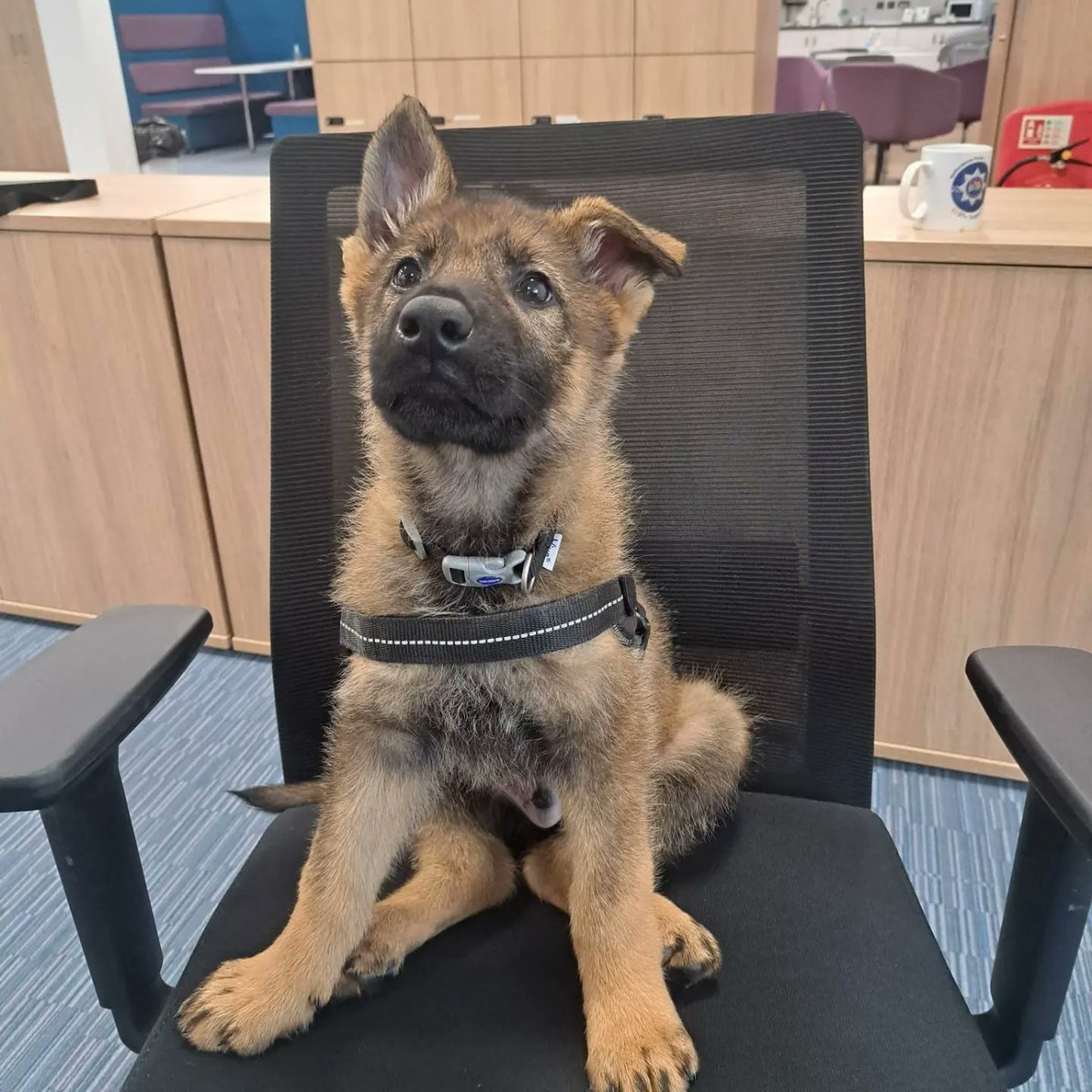 Xray-Sierra Two Zero (former) tweet media