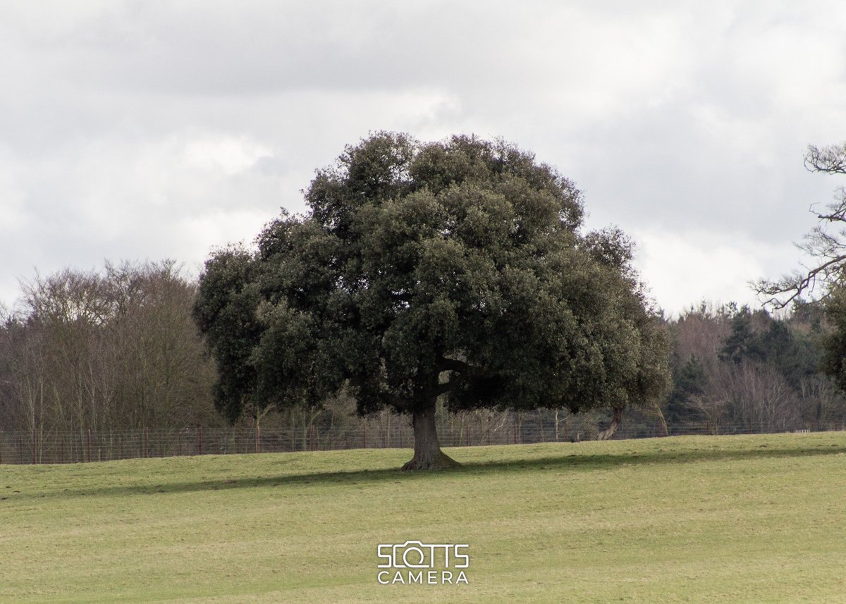 scotts_camera tweet media