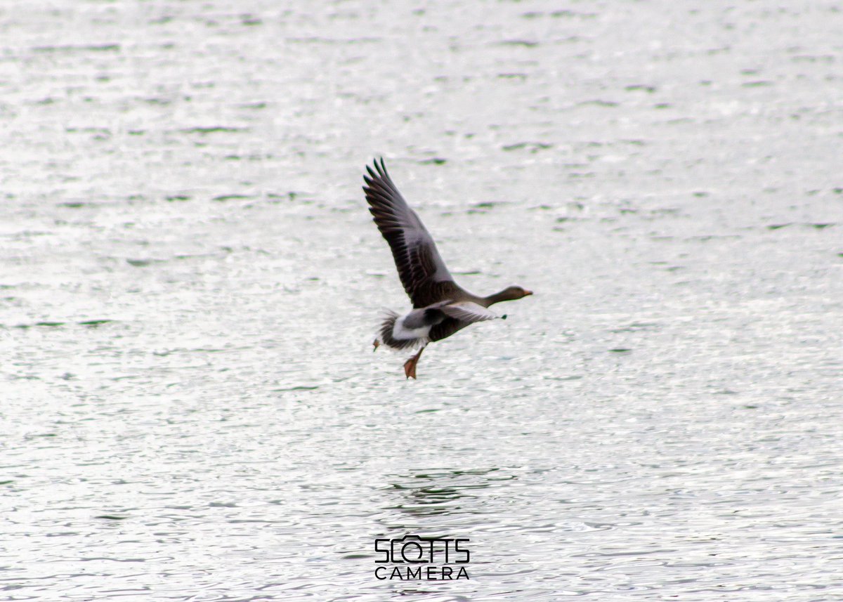 scotts_camera tweet media