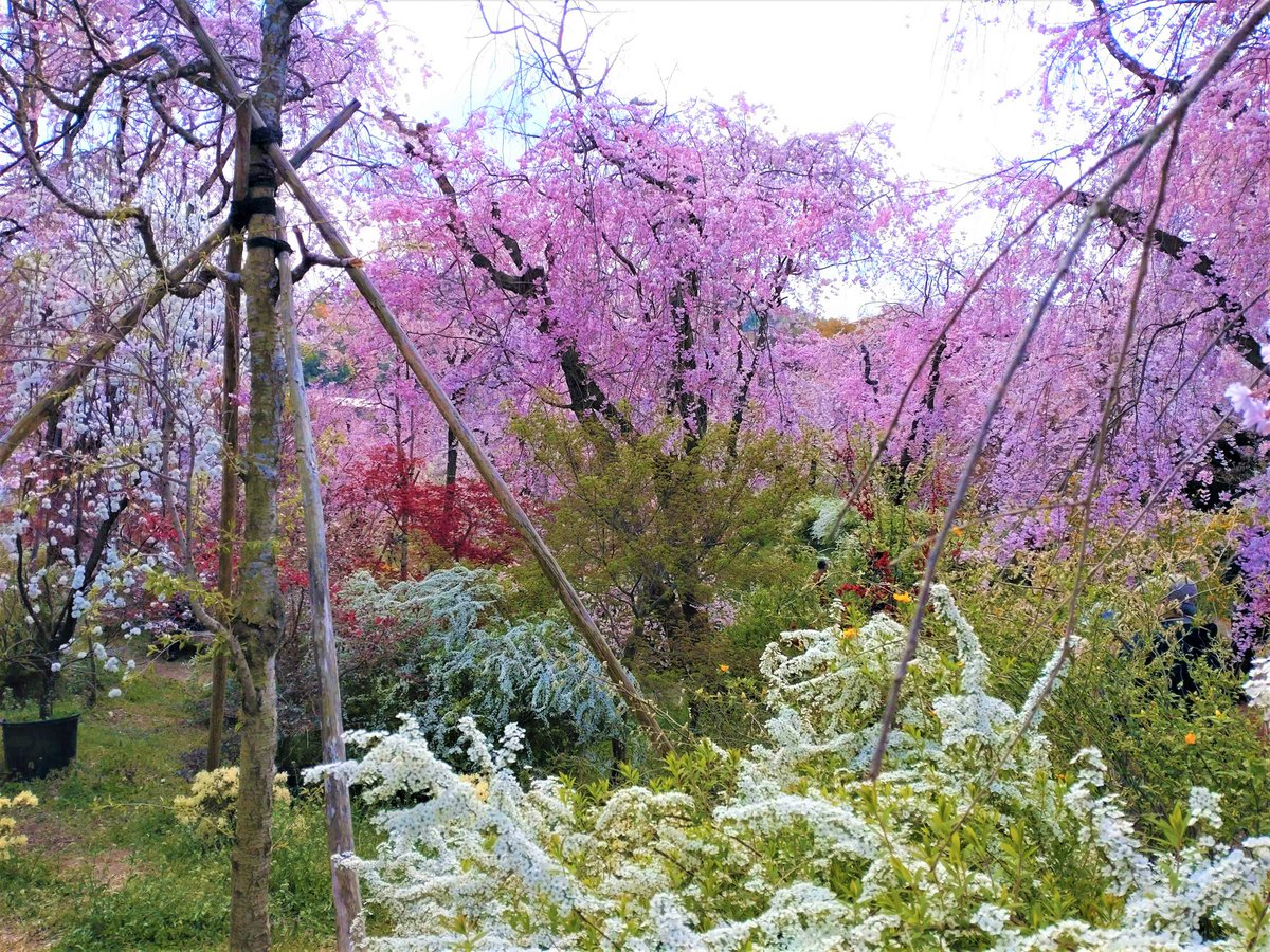 kyo_kanko's tweet image. 🌸桜だよりを更新しました（4/3）🌸 ja.kyoto.travel/flower/sakura/ 
写真は、本日の原谷苑（@sakuranoko_ayh）の様子です。
桜をはじめ苑内に花が咲き乱れ、まさに桜の楽園です。 
次回の更新は4/5（水）の予定です。