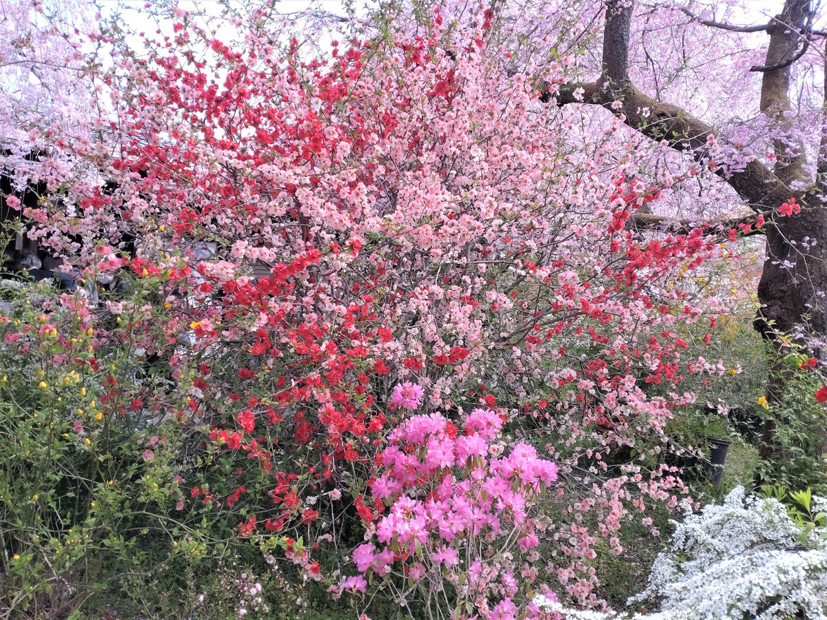 kyo_kanko's tweet image. 🌸桜だよりを更新しました（4/3）🌸 ja.kyoto.travel/flower/sakura/ 
写真は、本日の原谷苑（@sakuranoko_ayh）の様子です。
桜をはじめ苑内に花が咲き乱れ、まさに桜の楽園です。 
次回の更新は4/5（水）の予定です。