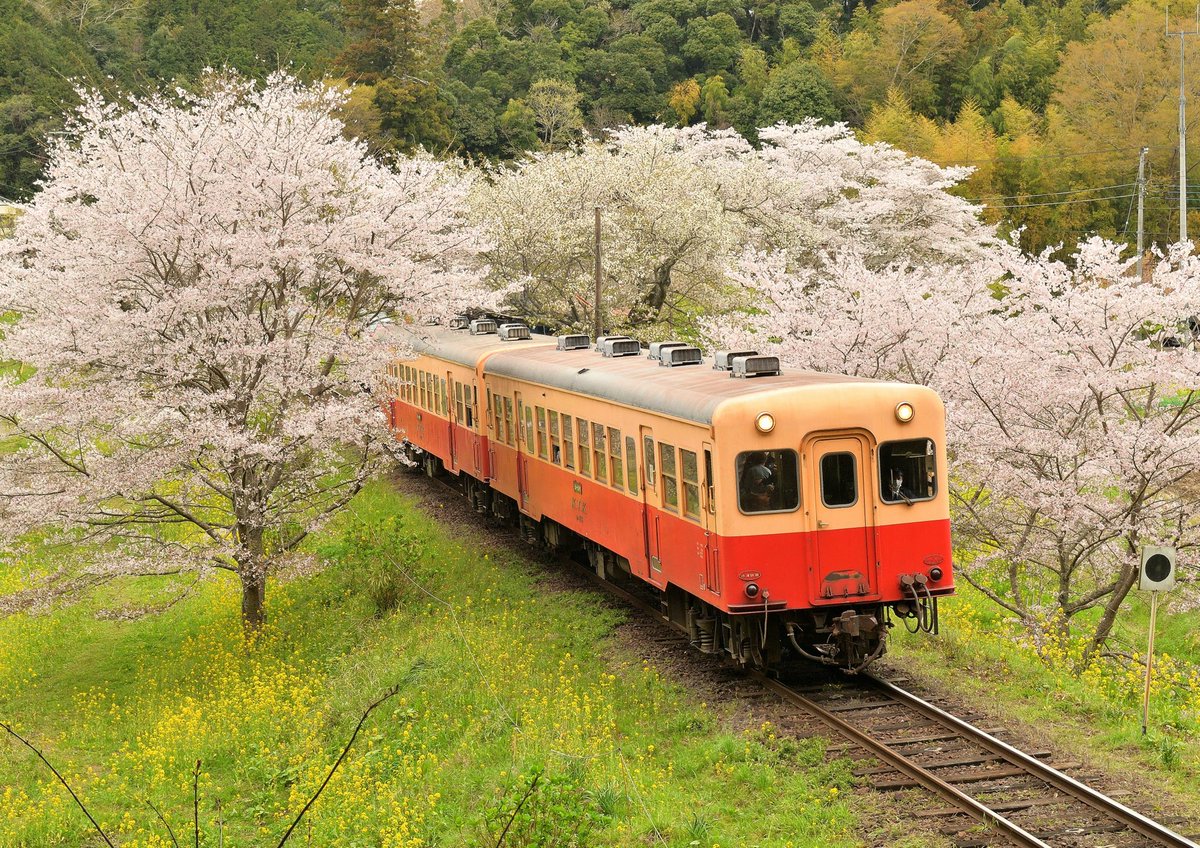 ponchan_787's tweet photo. 小湊鉄道に行って来ました。

#小湊リフレクション　#cherryblossoms  #sakura   #桜　#さくら  #spring  #春
#里山　#小湊鉄道　#kominatoline  #localline #ローカル線　#写真好きな人と繋がりたい　#ファインダー越しの私の世界　#japan 　#Nikon #sigma https://t.co/5I0aefyFBL