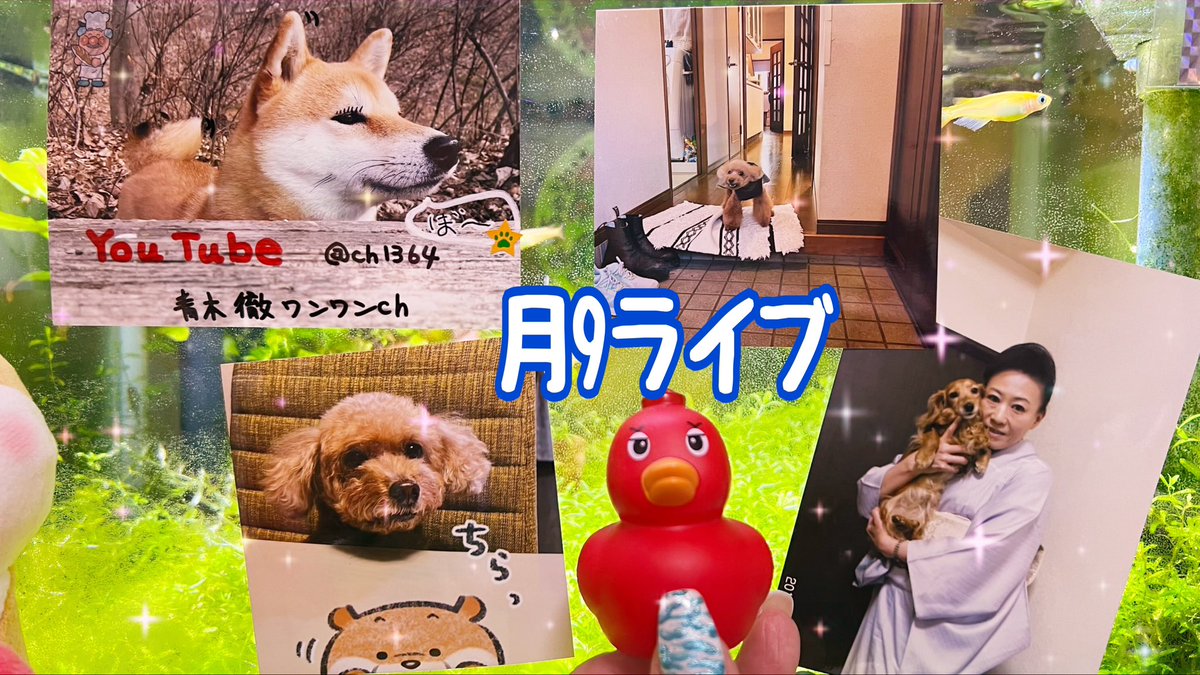 MARIMONACHI's tweet photo. こんちくわん✨🐶➰YouTube
『月9ライブ』21時頃〜配信予定です♪お気軽にご参加下さいませねヾ(๑╹◡╹)ﾉ" 

https://t.co/rrgur5TH8z

#YouTube
#ライブ
#ライブ配信
#メダカ
#めだか水槽
#月9ライブ
#月曜日21時 https://t.co/iLhExTm86l