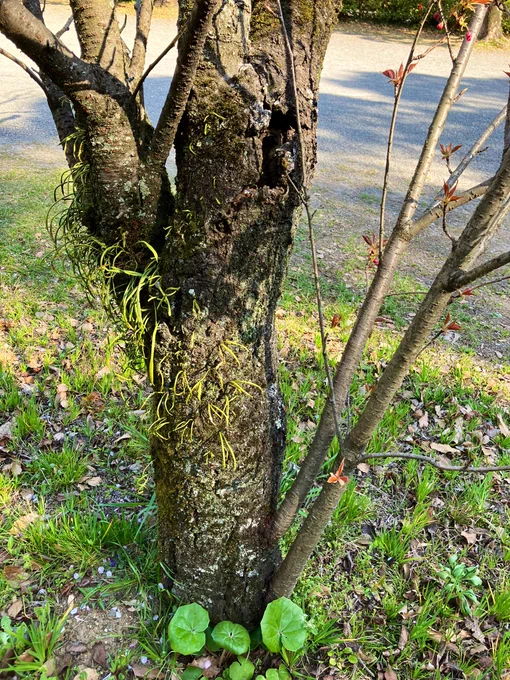 これだけボロボロの老木でも咲く花はとても美しい!凄い!頑張ろうって気持ちになる!! 